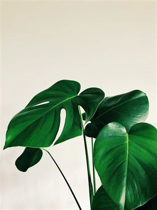 Planter online levering: Gør din have og indendørs rum grønnere med lethed