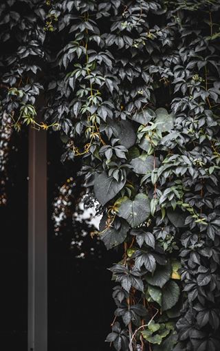 Fordelene ved en plantevæg indendørs